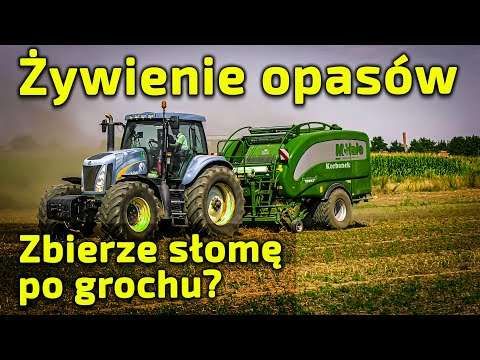 Embedded thumbnail for Czy słomę po GROCHU można BELOWAĆ i stosować w żywieniu bydła ? Rolnik sprawdził praso-owijarkę