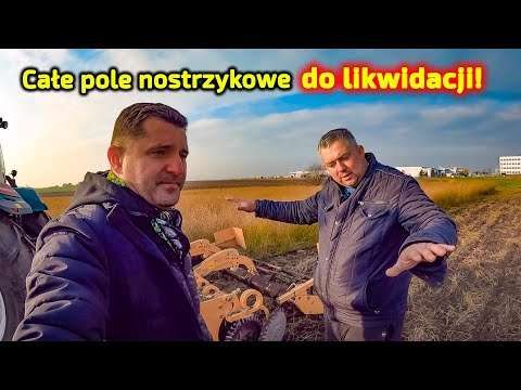 Embedded thumbnail for Leszek LIKWIDUJE pole nostrzykowe  Jakie straty? Jakie korzyści?