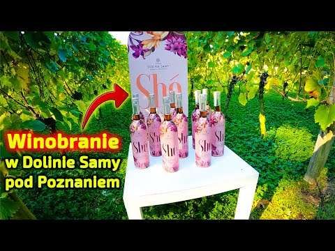 Embedded thumbnail for Uprawa winorośli w Dolinie Samy pod Poznaniem Winobranie 2021 Czy to będzie dobry rocznik?
