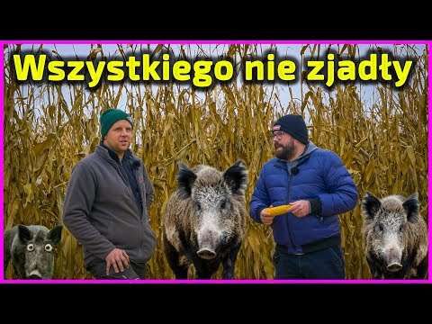 Embedded thumbnail for Czy Słomek zostanie w gospodarstwie rodziców? Tata jest głównym Szefem, ale Junior ma już plan