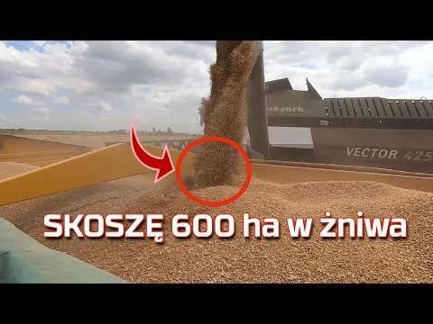 Embedded thumbnail for Skoszę 600 Ha w tym roku Rostselmash Vector w żniwa 2019 [opinia] nowy nabytek
