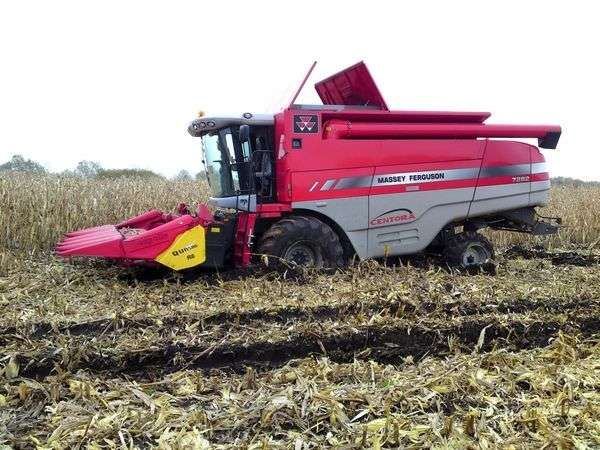 Kombajn Massey Ferguson Centora w pracy na polu kukurydzy zakopany w rozmokłym terenie