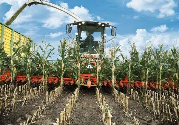 Sieczkarnia Claas w polu z przystawką Kemper serii 300 plus Ścinanie kukurydzy przez przystawkę Kemper maszyne z oferty firmy korbanek pracującą z sieczkarnią marki Claas
